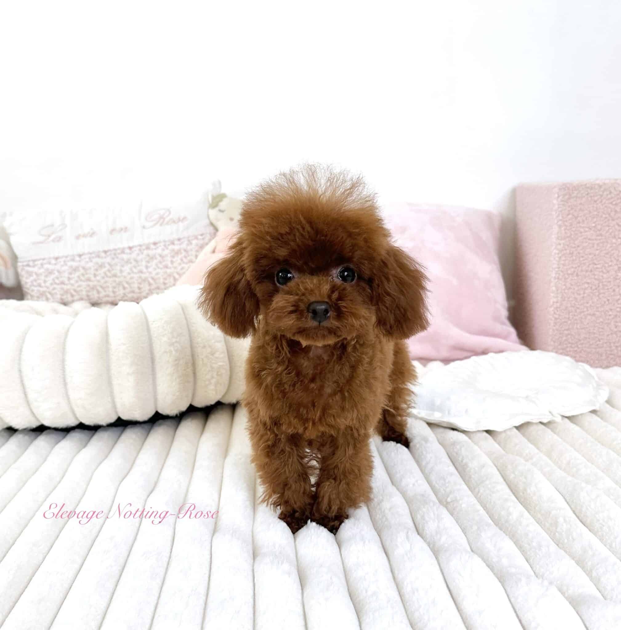 le caniche tiny toy plus petit que le caniche toy