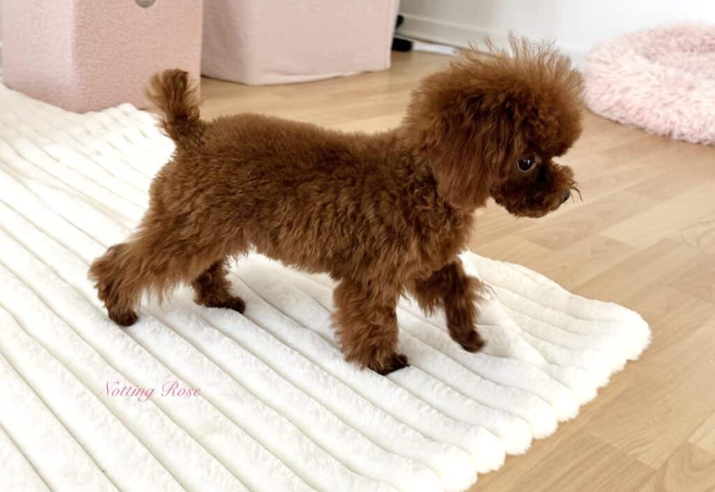 caniche-tiny-toy petit caniche tiny toy