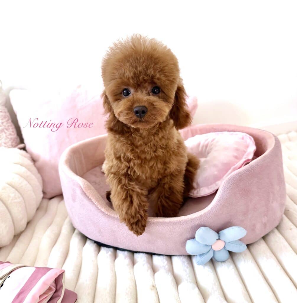 caniche-tiny-toy-non-lof caniche non lof