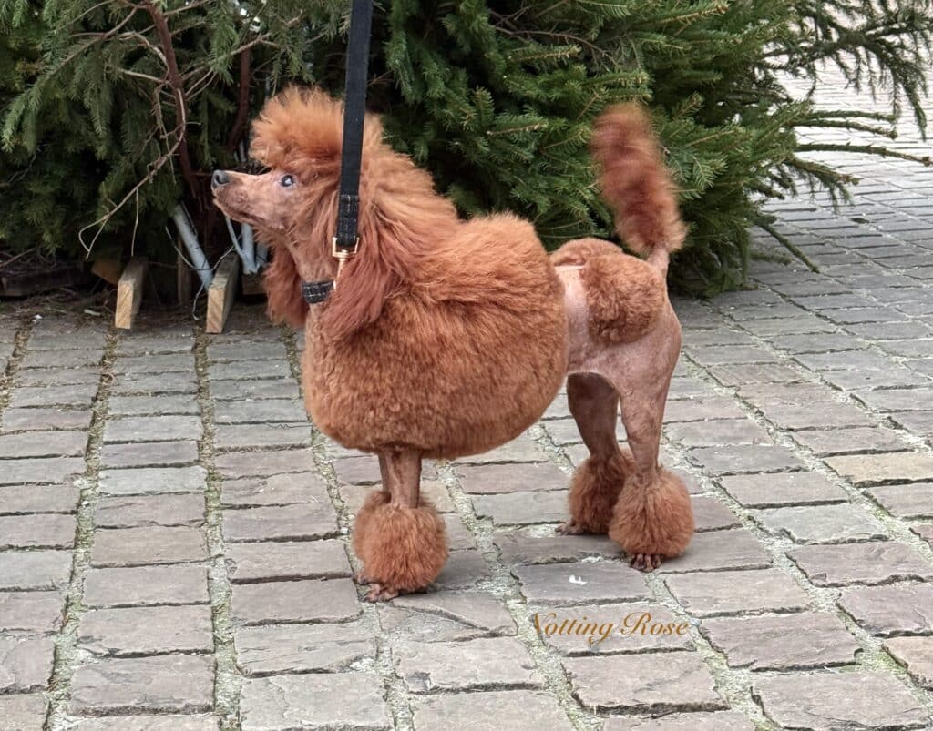 caniche-toilettage-continental le toilettage du caniche nain