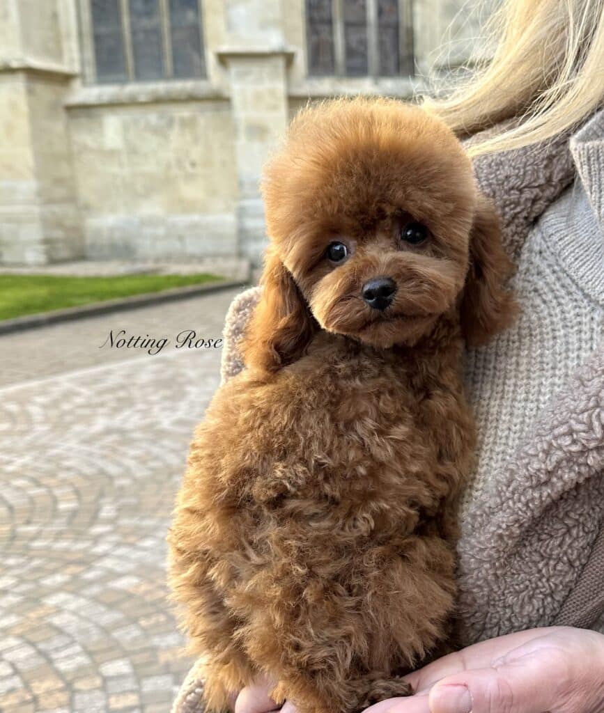 caniche-toy caniche toy couleur rouge