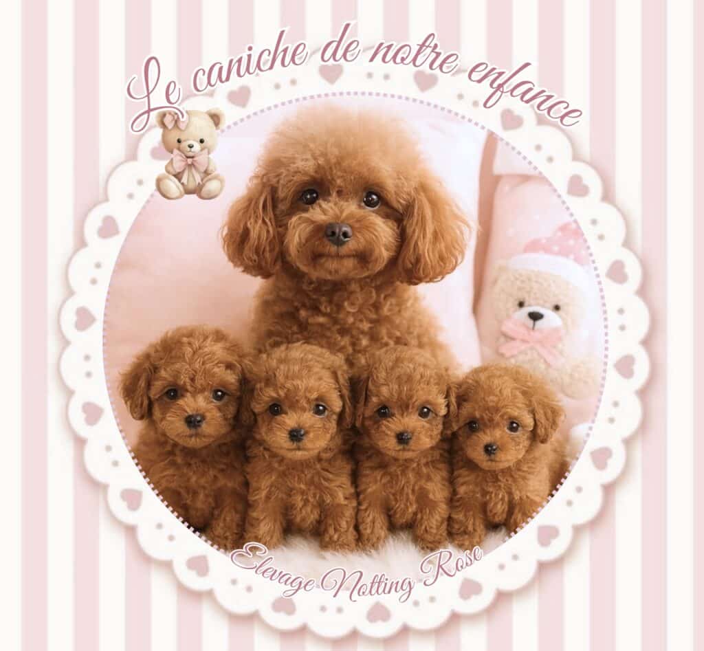 caniches toy chiots caniches toy et leur maman caniche