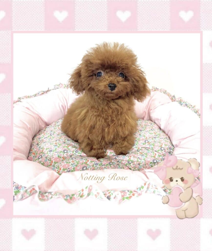 caniche toy abricot la jolie couleur du chiot caniche toy abricot