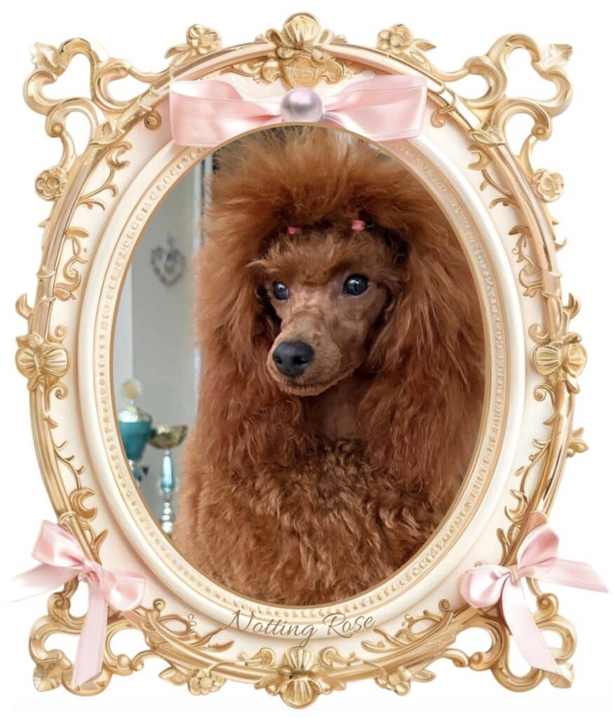 caniche nain couleur rouge caniche nain fauve rouge de notre élevage