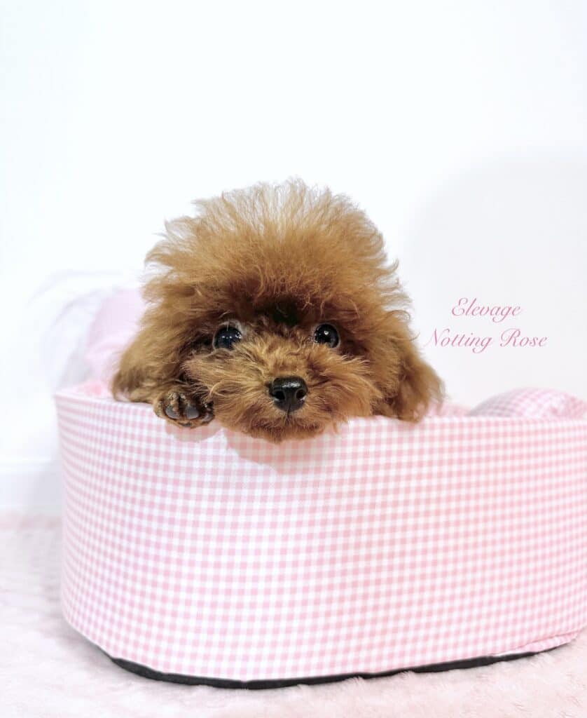 chiot-caniche-abricot le caniche toy abricot