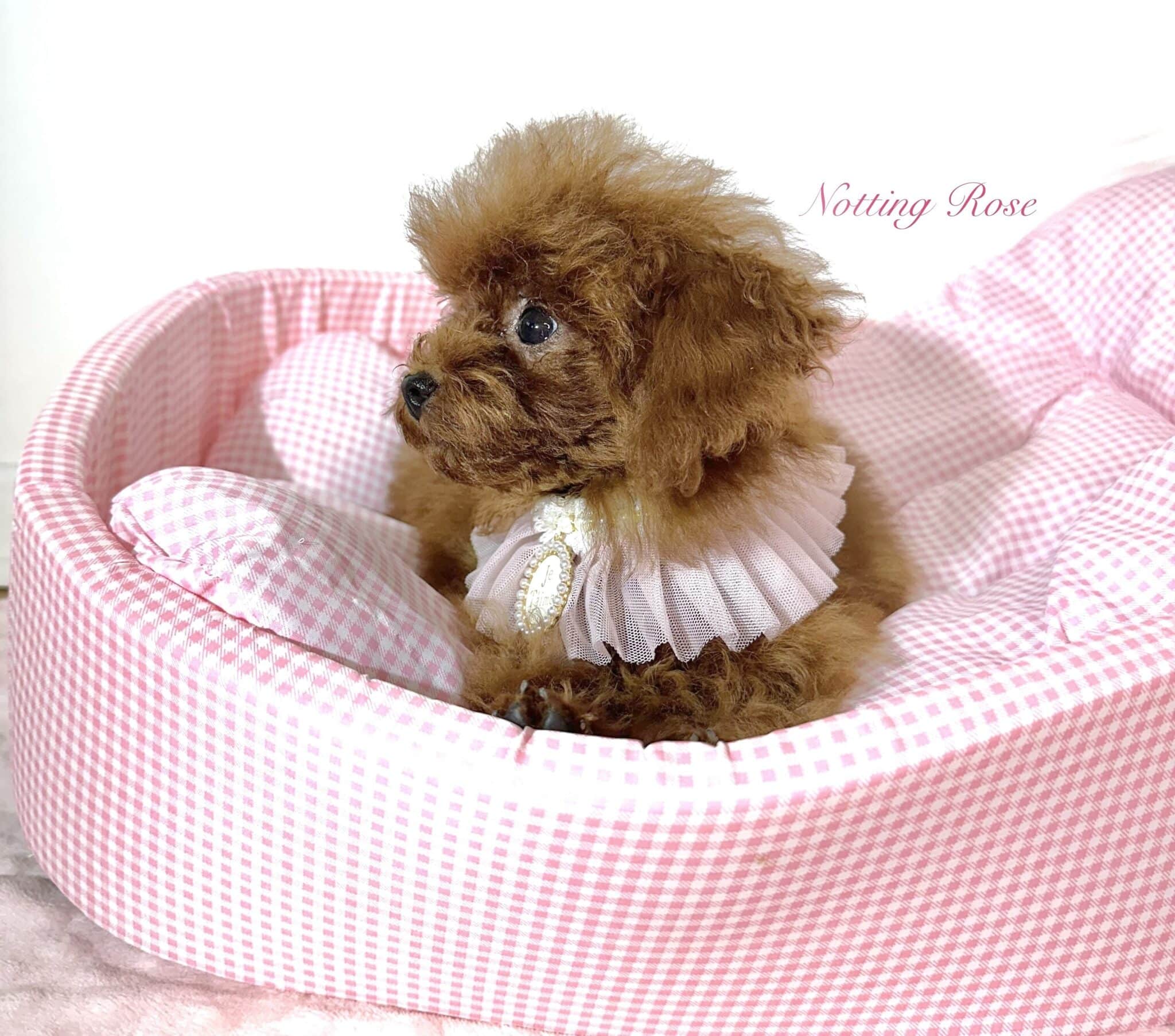 chiot-toy-abricot le caniche toy de couleur abricot