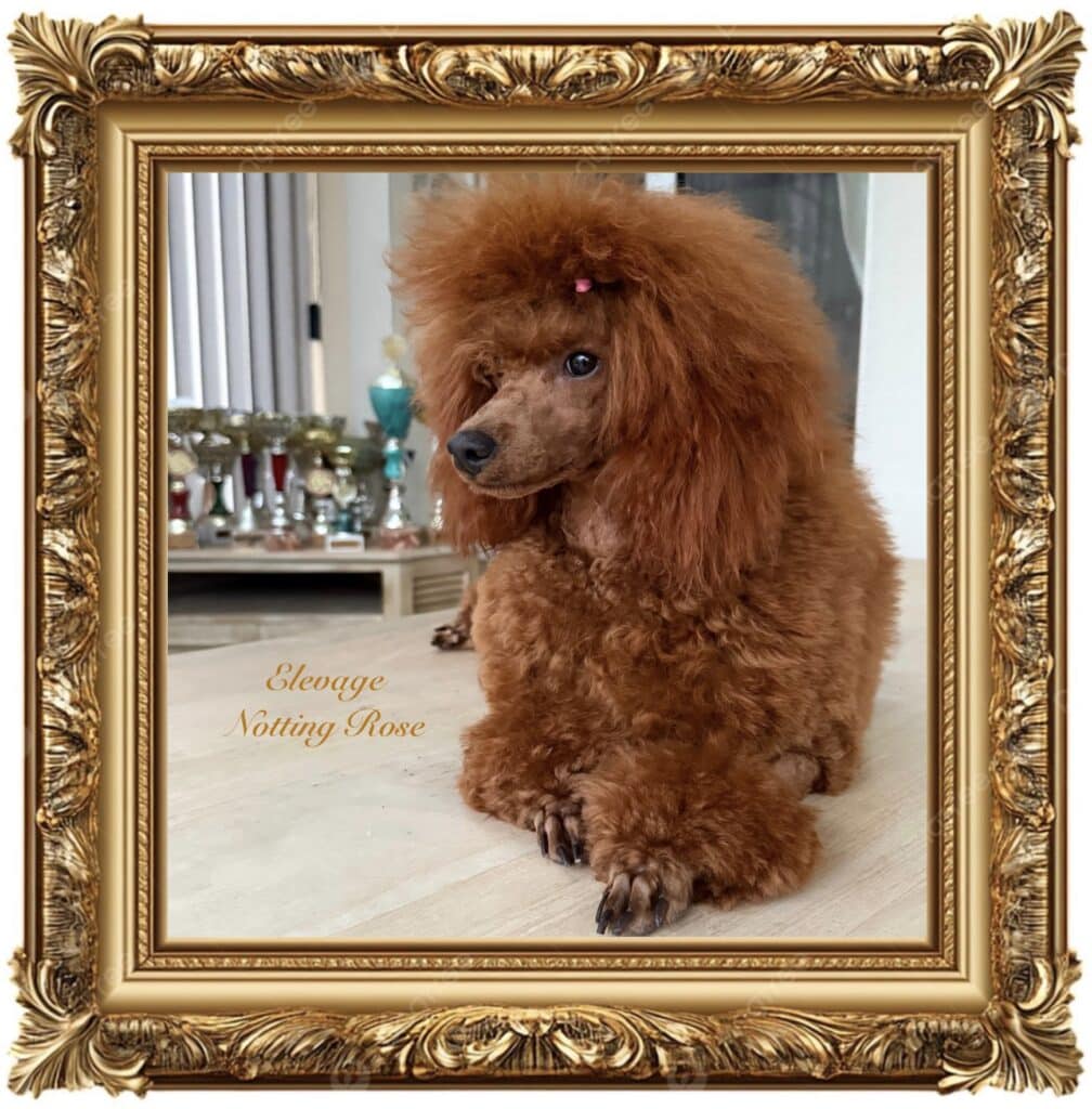 caniche nain fauve rouge de notre élevage de caniche notre élevage de caniches nains et ses fauves rouges