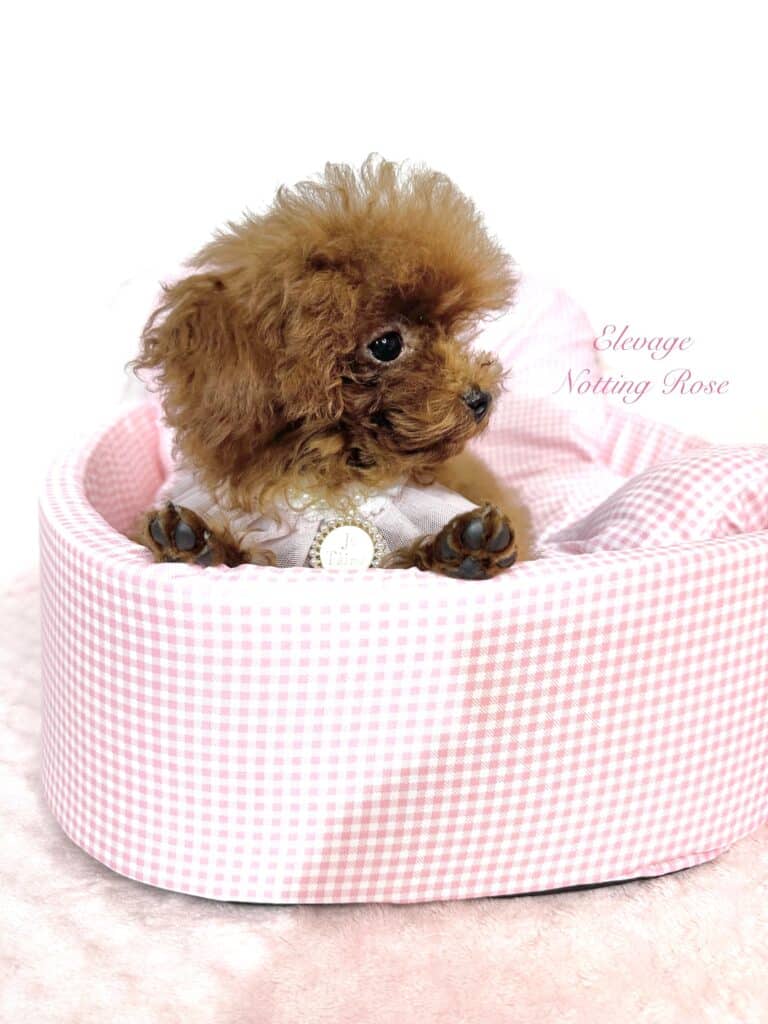 élevage-caniches-abricot caniche toy couleur abricot