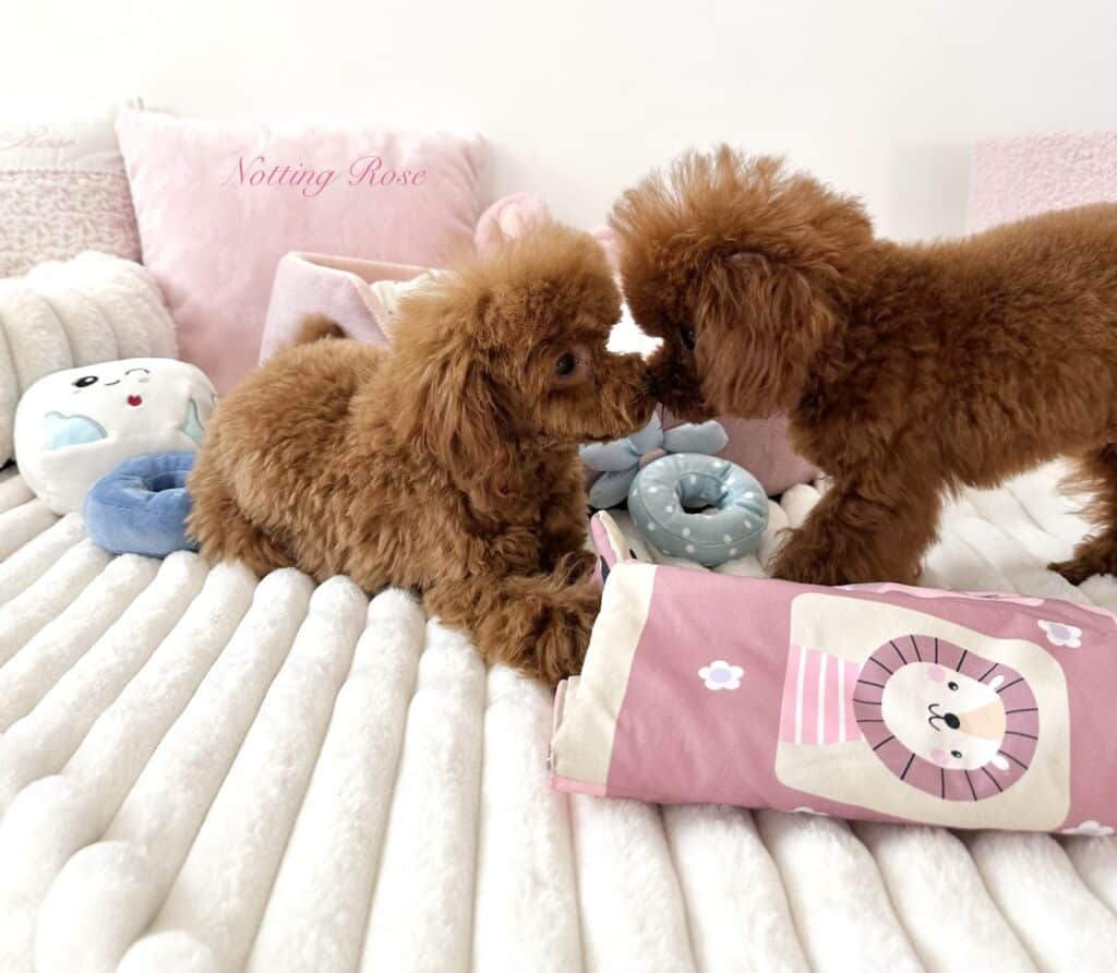 la couleur rouge chez le caniche