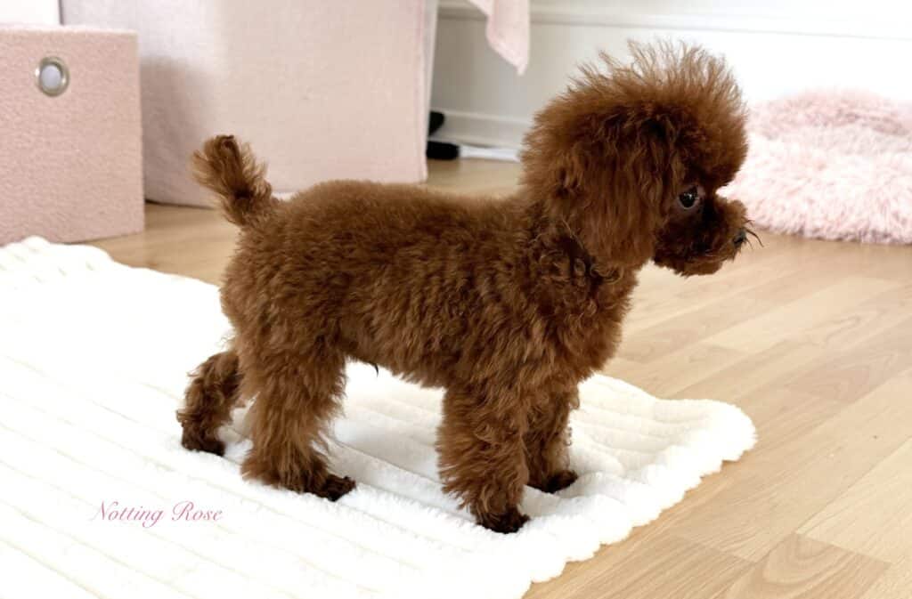 eleveur-caniches-lof les caniches non lof ne sont pas inférieur aux caniches lof