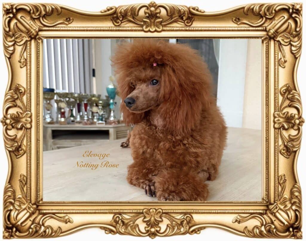 femelle caniche naine qualité expo caniche nain qualité expo