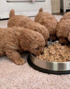 bien nourrir chiot caniche nain nourriture du chiot caniche nain