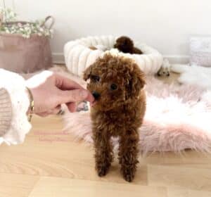 acheter-chiot-caniche acheter un caniche toy dans notre élevage de caniches