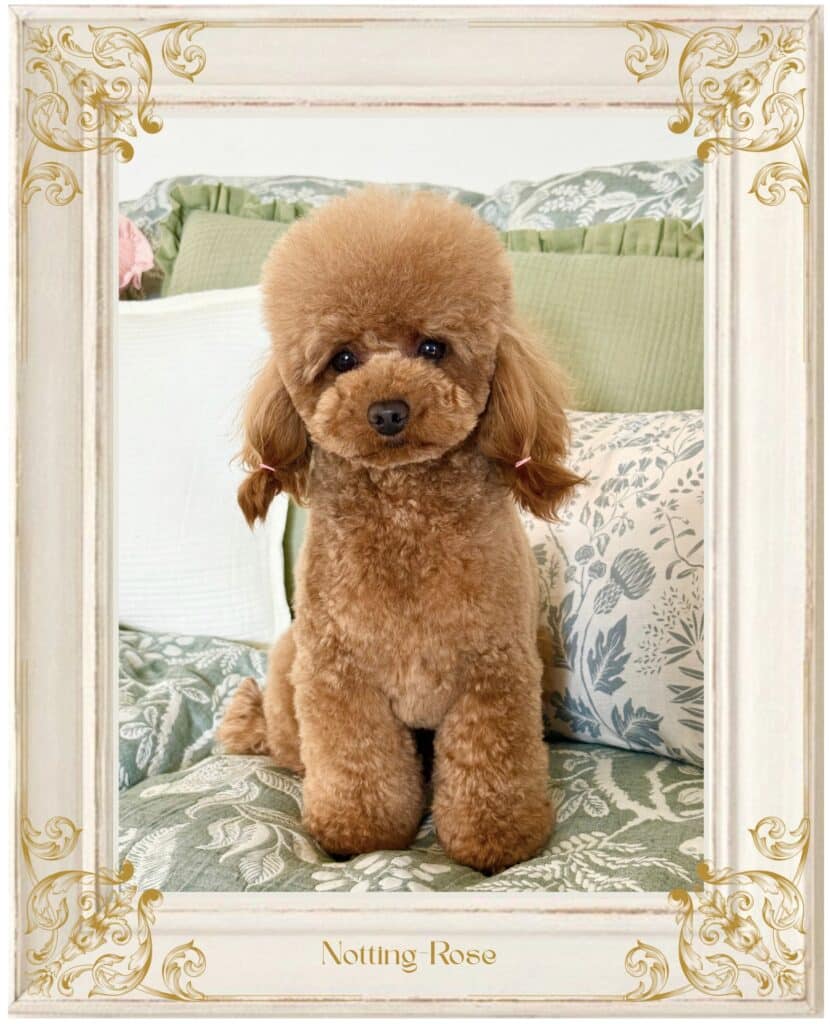 Screenshot caniche femelle abricot toilettage asiatique