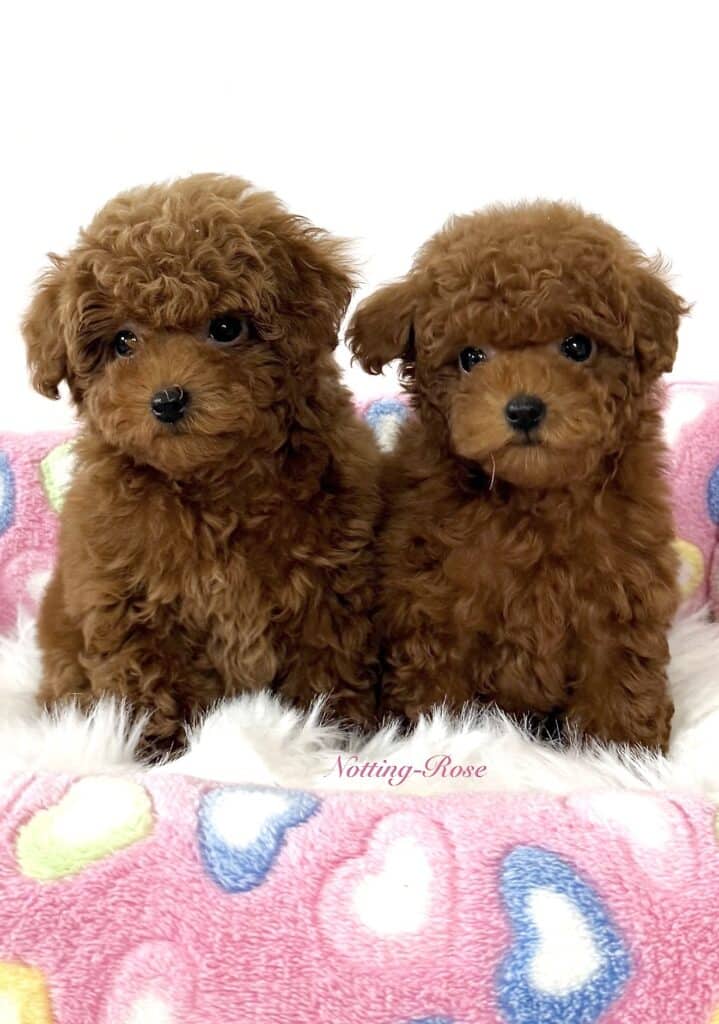 Screenshot caniche toy