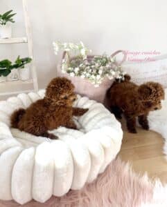 caniche-tinytoy caniche tiny toy