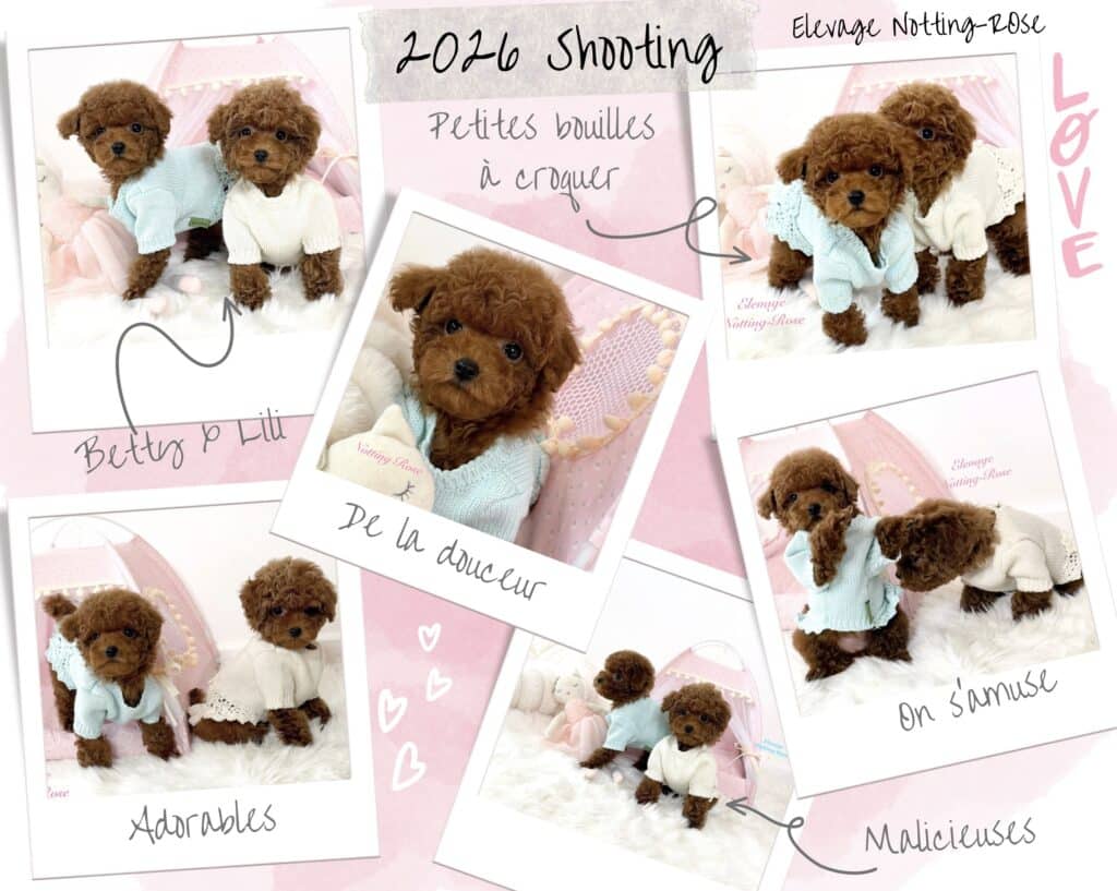 Screenshot les chiots caniches toy de notre élevage familial