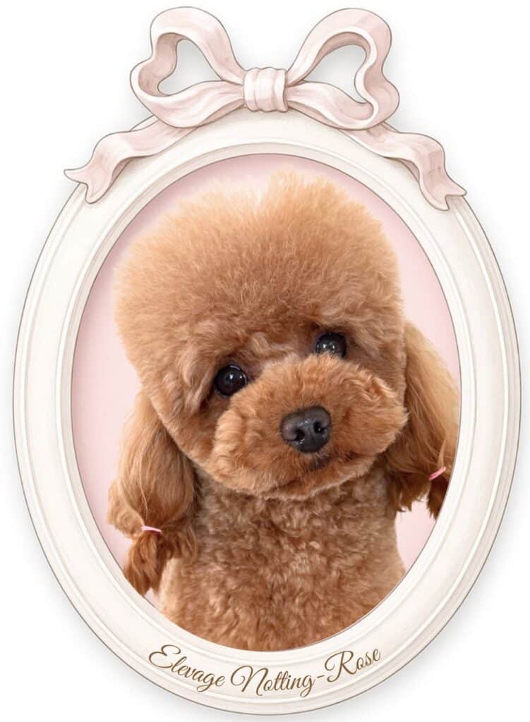 caniche toy abricot caniche toy couleur abricot