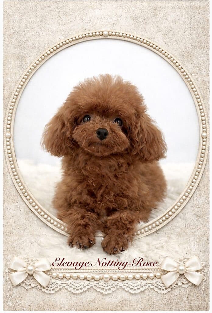 castration caniche tiny toy opération caniche tiny toy