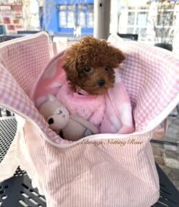 chiot-caniche-toy acheter un caniche toy à vendre