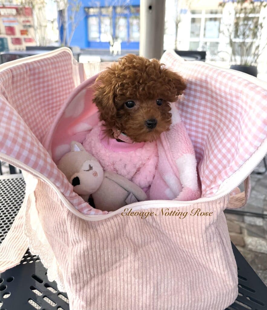 chiot-caniche-toy acheter un caniche toy à vendre