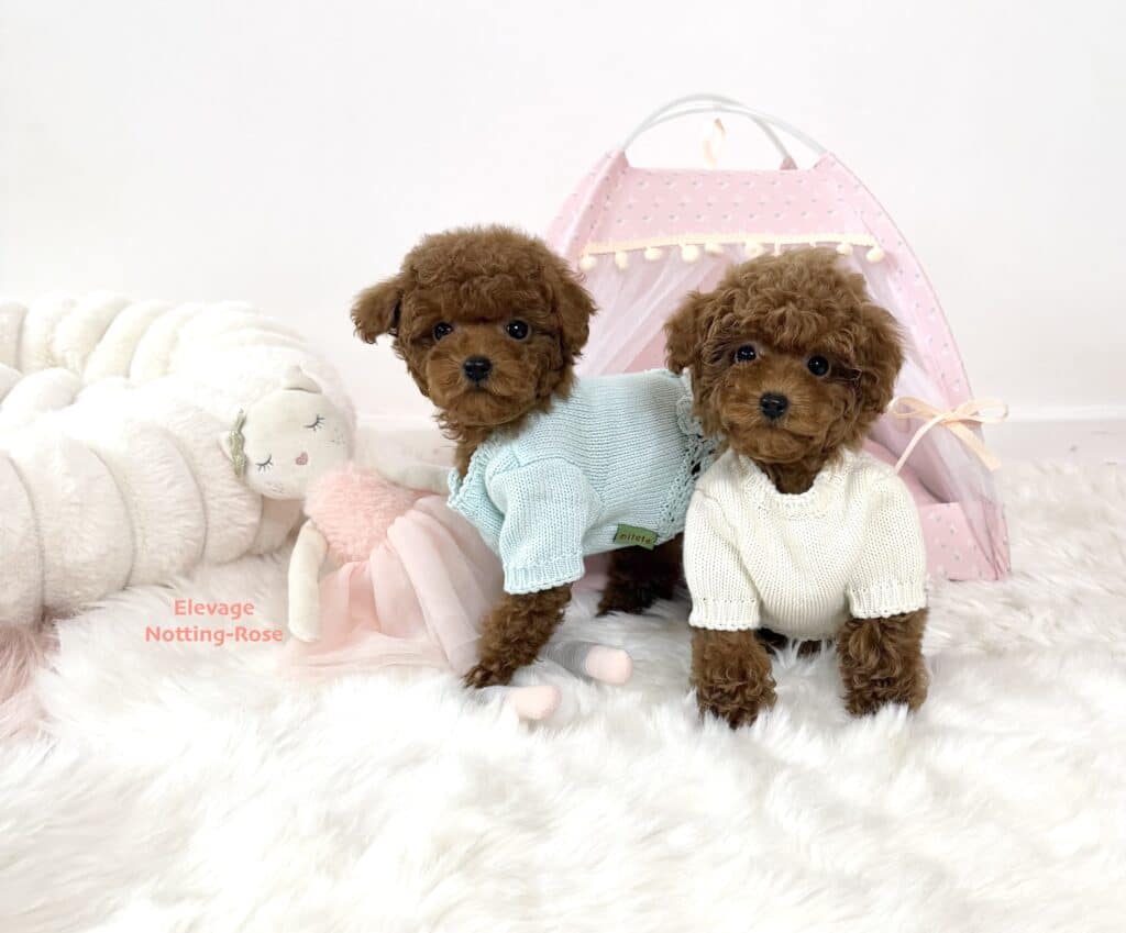 chiot-caniche-toy chiot caniche toy