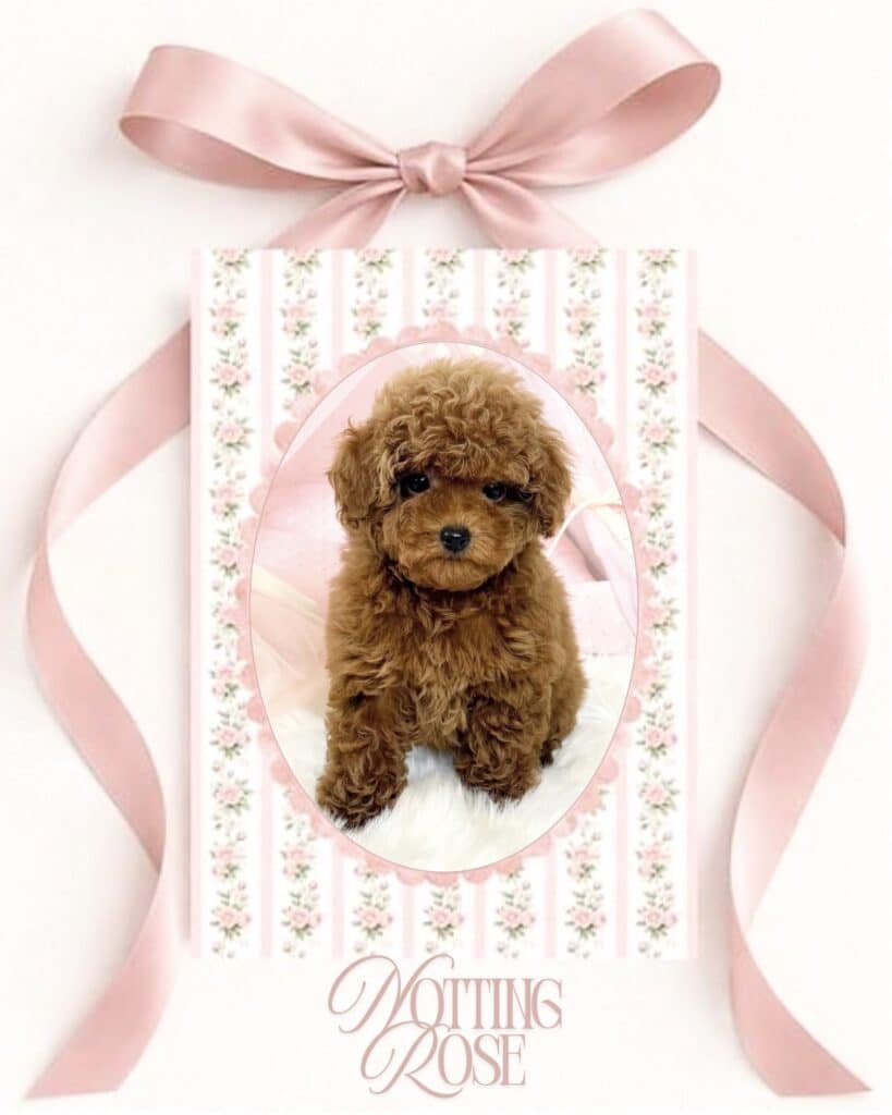 chiot caniche toy de notre élevage de caniches