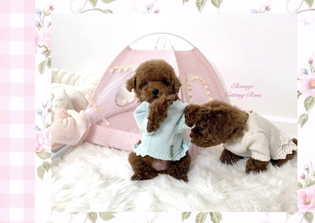 l'élevage de caniches et le bien être des chiots caniches est important