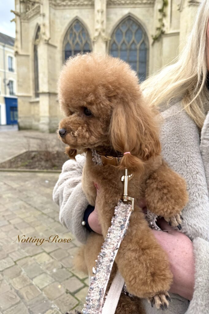 dressage-caniche caniche