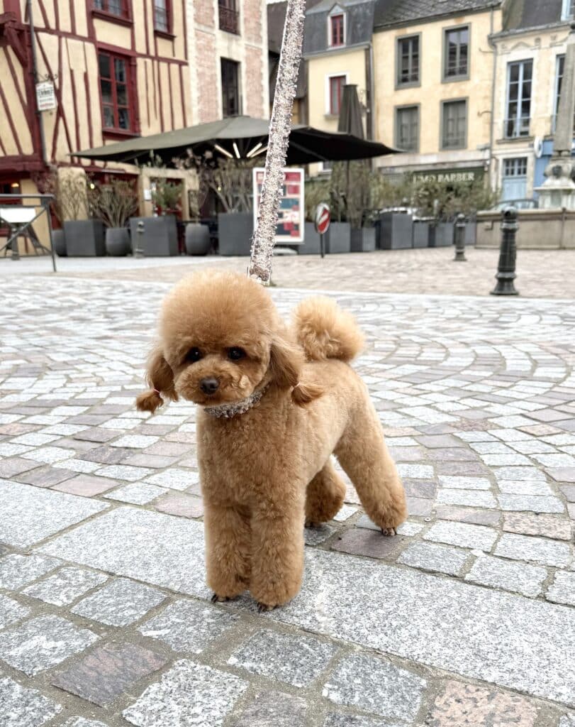 éducation-du-caniche