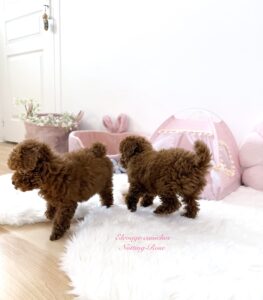 élevage-caniche-paris