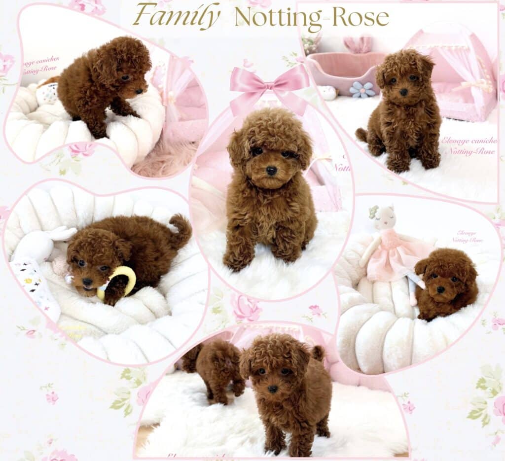 Screenshot les petits chiots caniches toy issus de notre élevage de caniches proche de paris