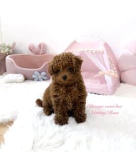 éleveur-caniche-paris