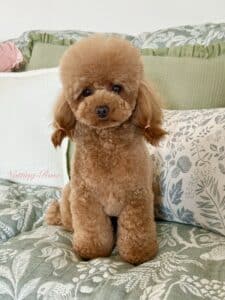 éleveur-caniches-paris éleveur de caniches toy proche paris