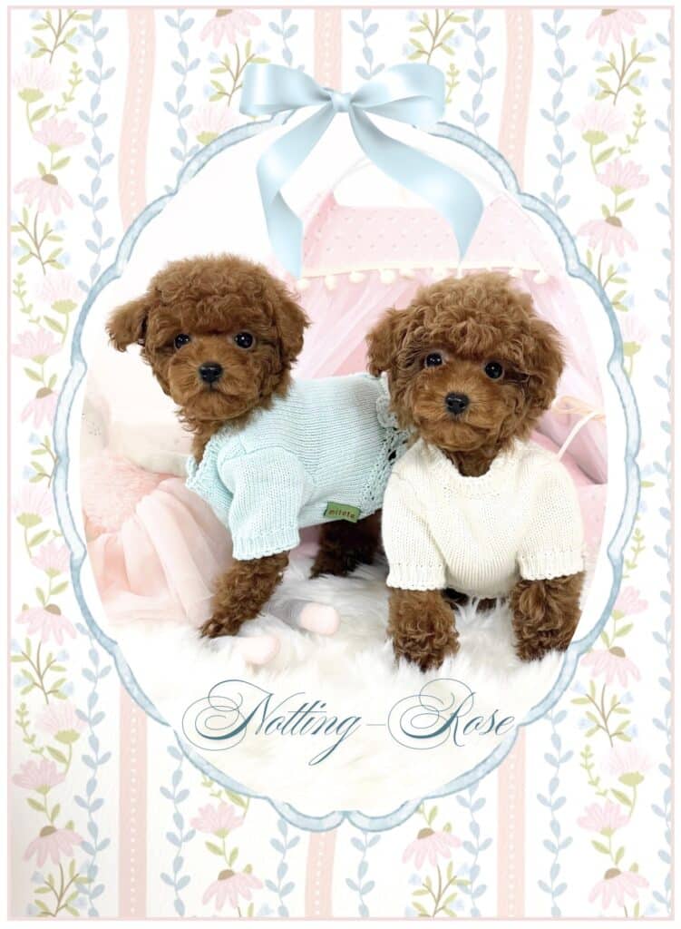 Screenshot prix d'un chiot caniche toy à vendre