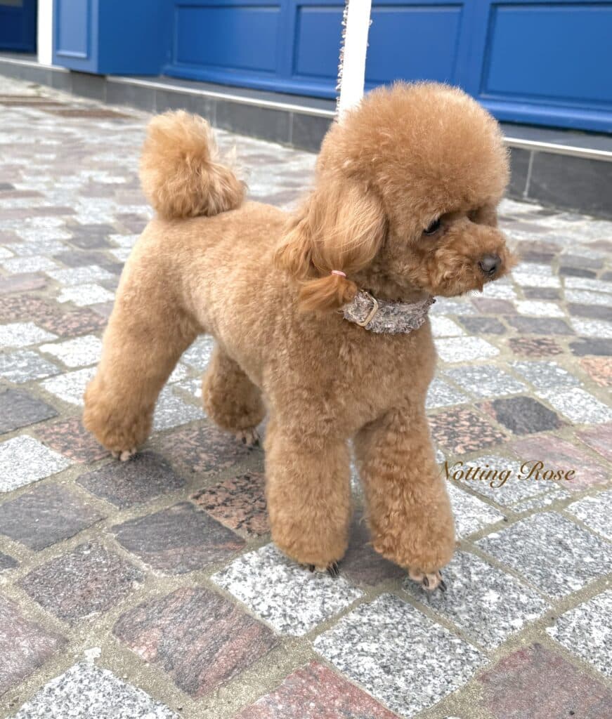 toilettage-caniche-toy toilettage du caniche