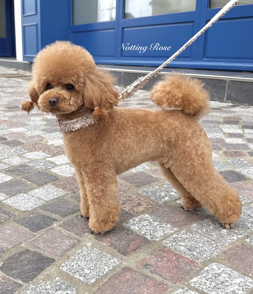 toilettage-du-caniche toilettage caniche toy asiatique