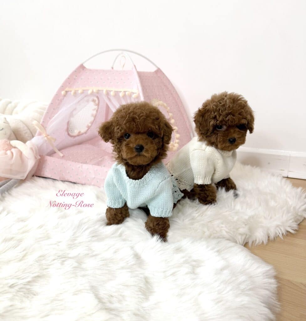 caniche-tea-cup le caniche tiny toy