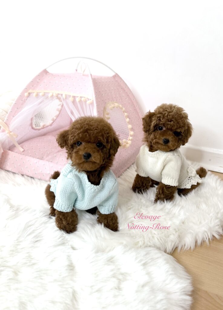 caniche-tiny-toy caniches origines chinoises