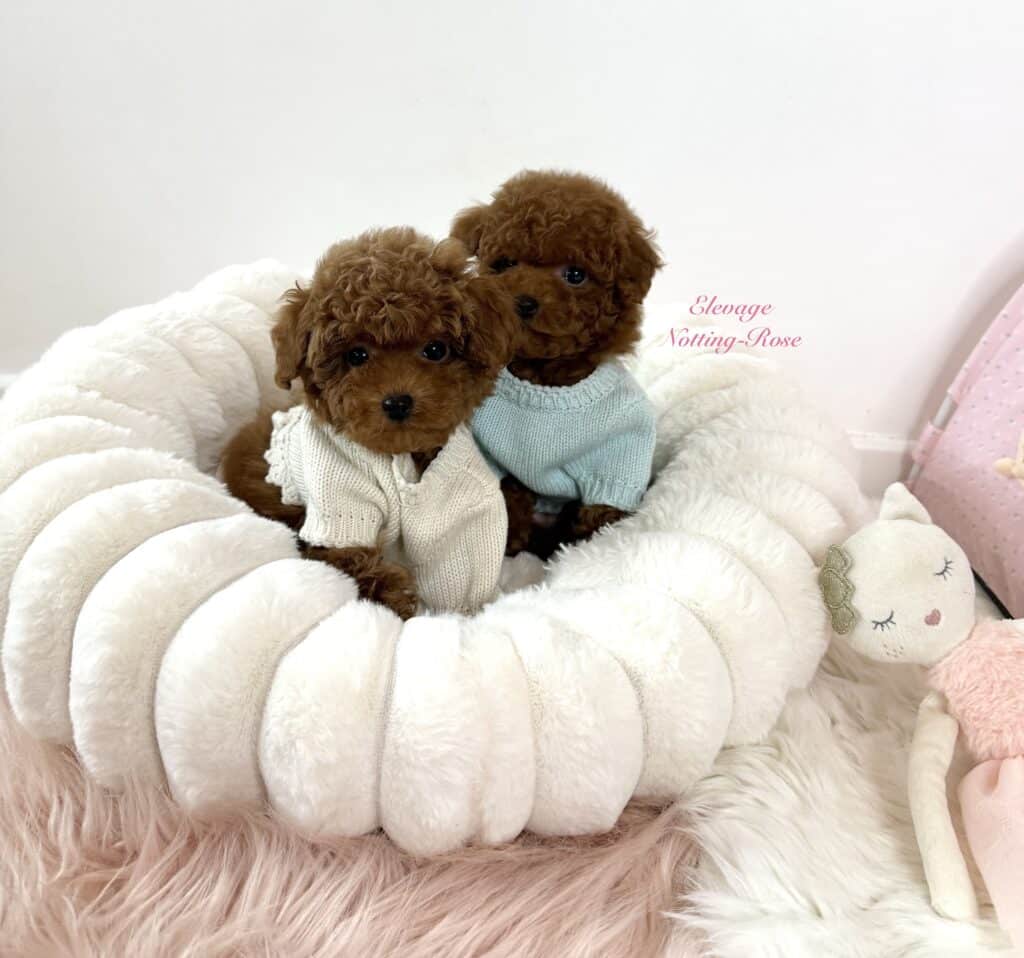 chiot-caniche-toy le petit caniche toy