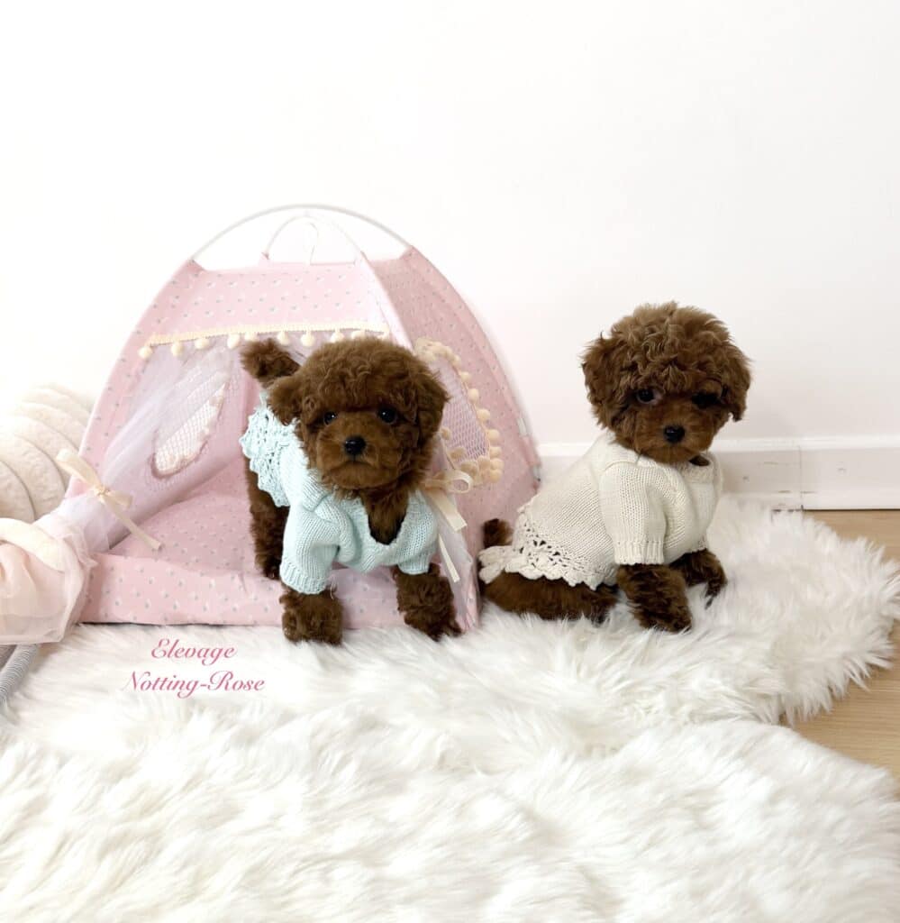 chiot-caniche-toy chiot caniche toy couleur fauve rouge