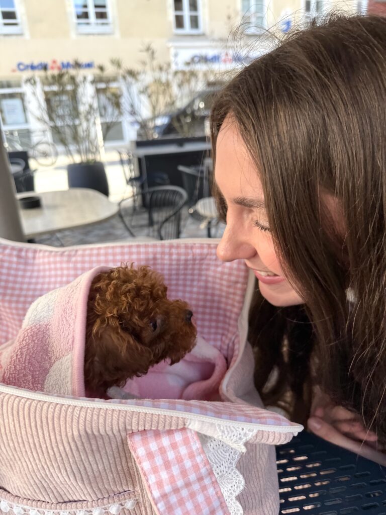 voyager-avec-caniche caniche