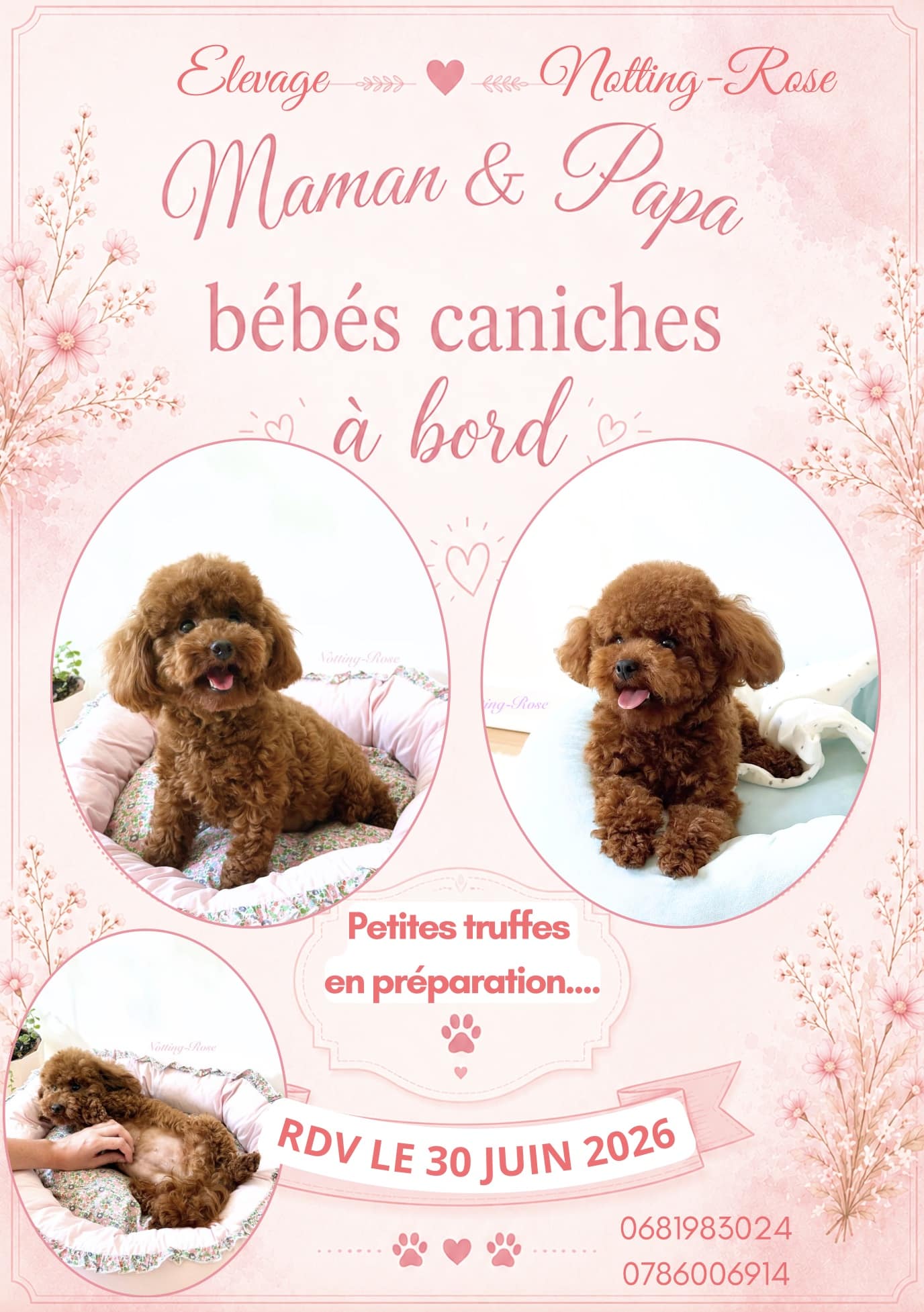 caniche caniche