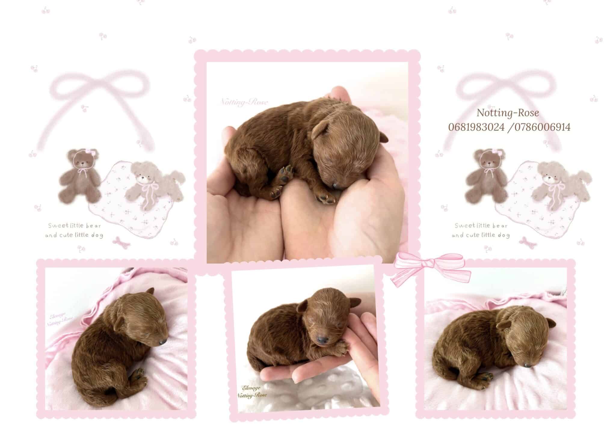 jolie petite caniche caniche nain