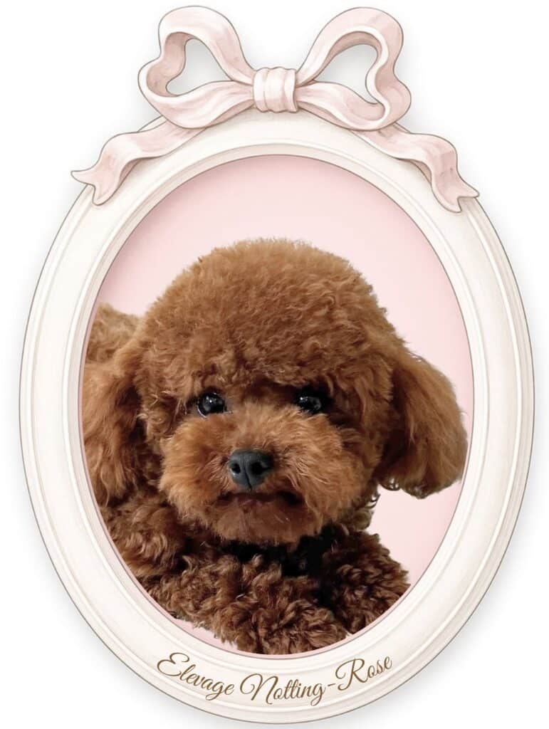 caniche caniche adulte