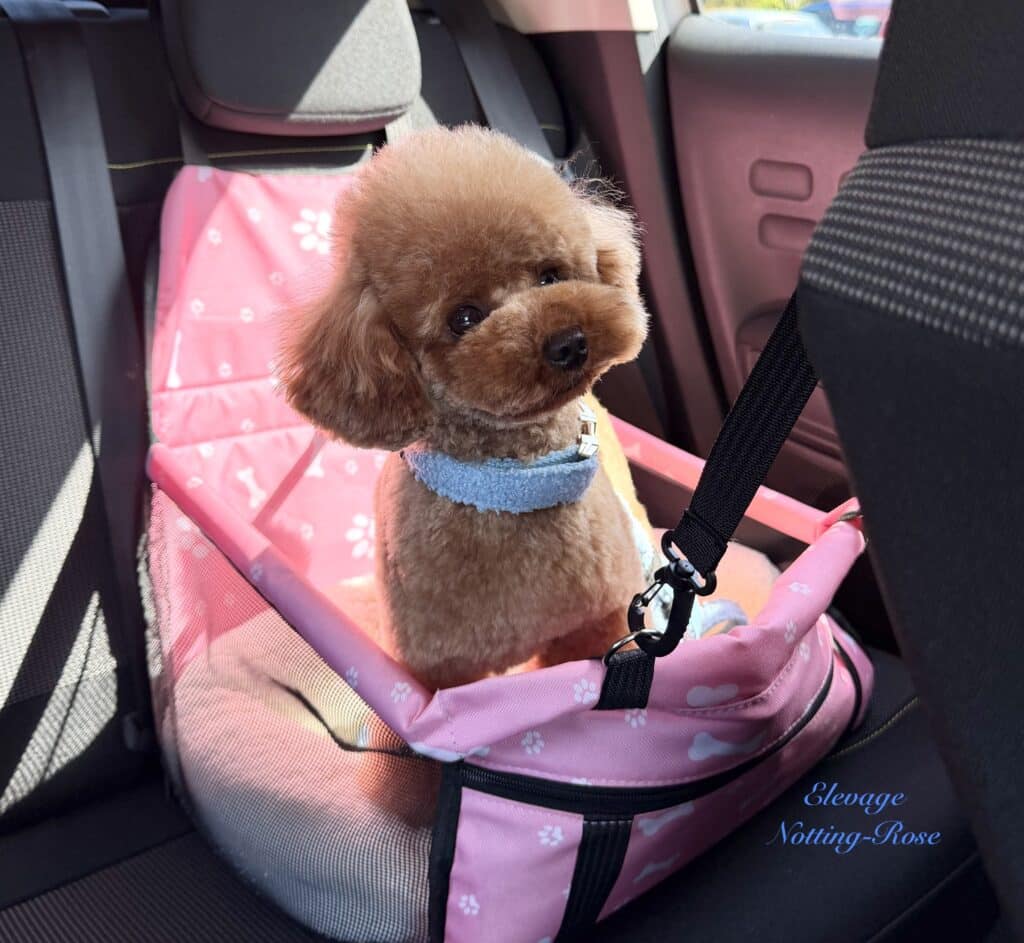caniche-en-voiture le caniche installé en voiture