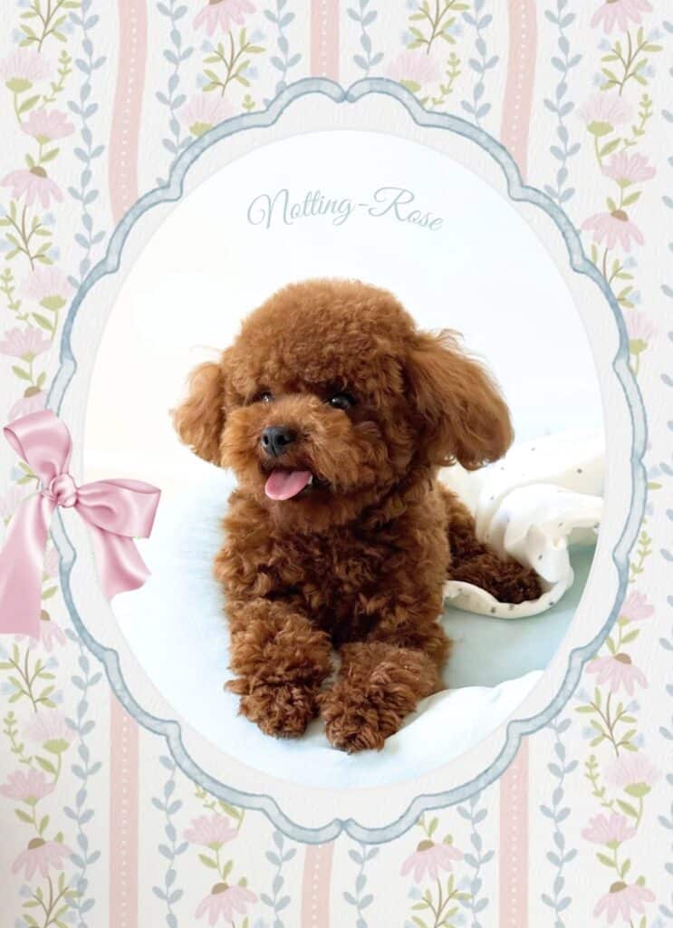 caniche tiny toy le caniche tiny toy