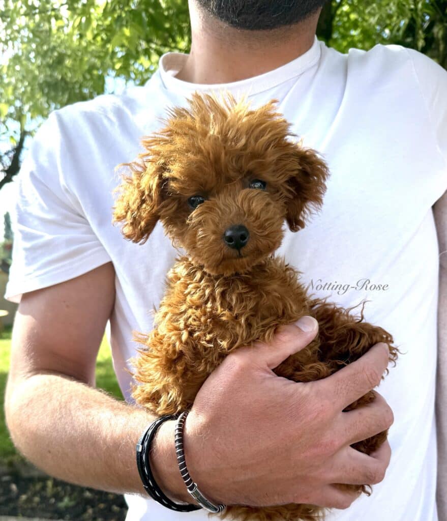 caniche-toy