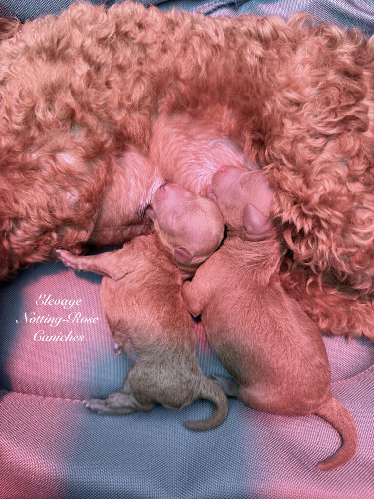 caniches-nouveaux-nés