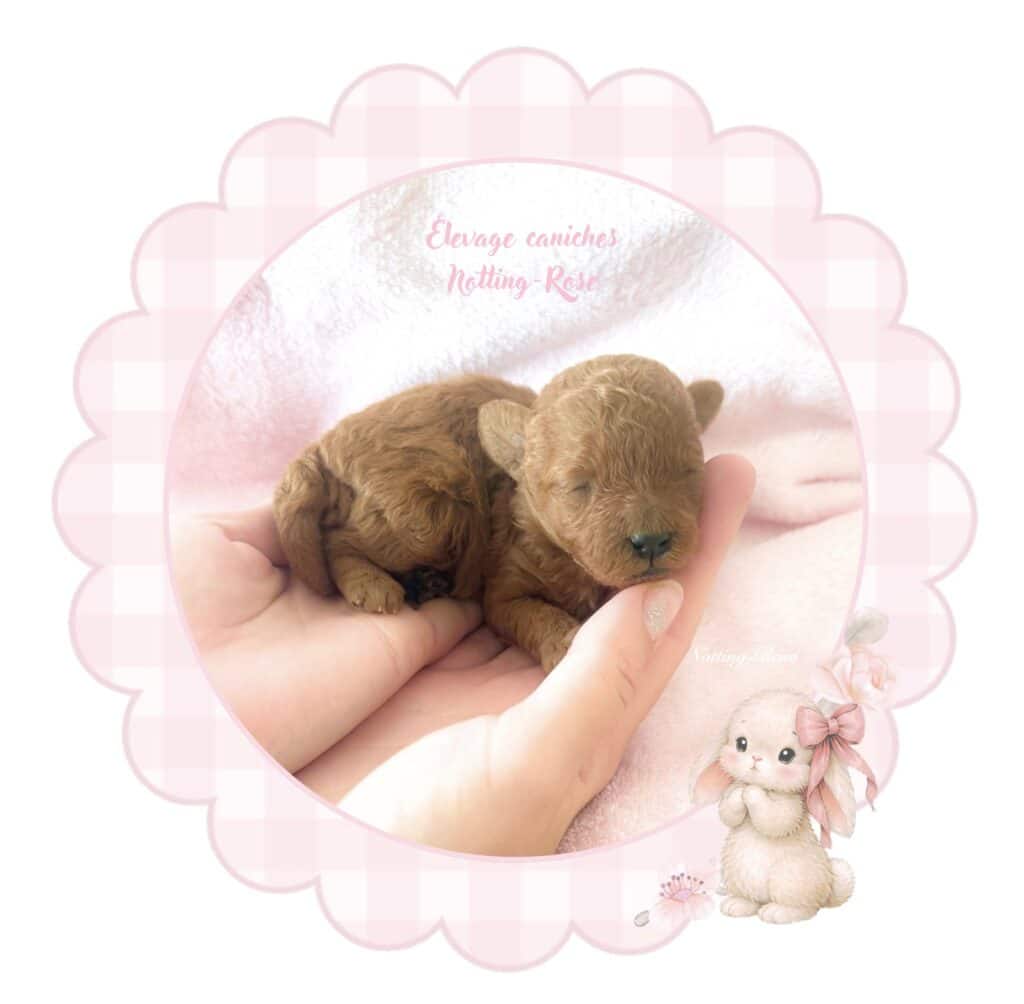 Screenshot nos chiots caniches sont à réserver